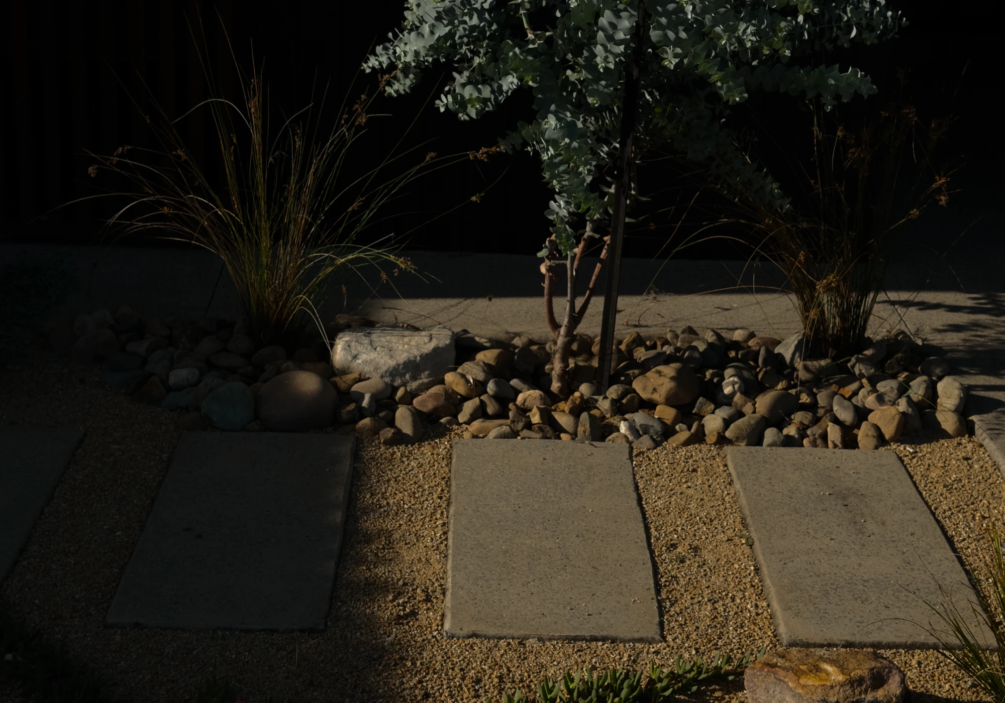 Concrete pavers with native plantings and eucalyptus