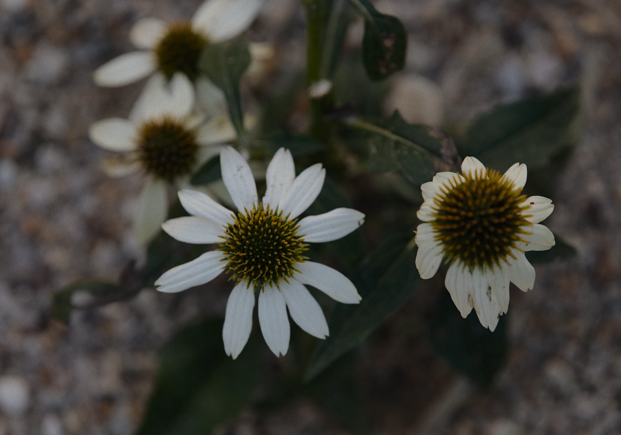 White coneflowers in native garden bed